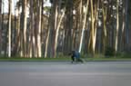 presidio_dawn_sk8_3.jpg (96kb)