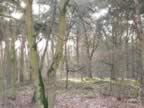 kerstwandeling02_lg.jpg (149kb)