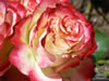 Rosegarden03