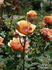 Rosegarden05