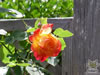 Rosegarden06