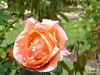 Rosegarden07