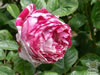 Rosegarden08