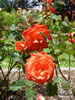 Rosegarden09