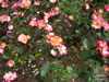 Rosegarden10