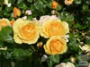 Rosegarden11