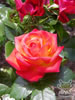 Rosegarden12