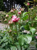 Rosegarden14