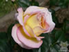 Rosegarden18