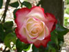 Rosegarden22