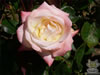 Rosegarden23