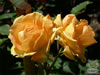 Rosegarden25