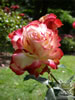 Rosegarden26