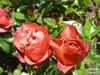 Rosegarden27